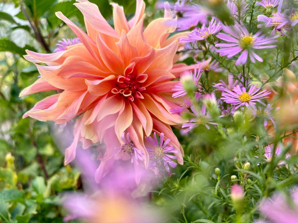 Dahlie Labyrinth und Astern